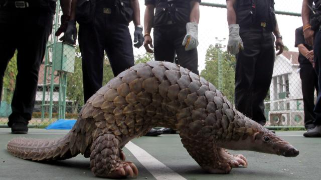 Policías tailandeses con un ejemplar de pangolín rescatado de manos de traficantes.