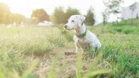 Localizadores para perros: estos son los mejores productos de 2020