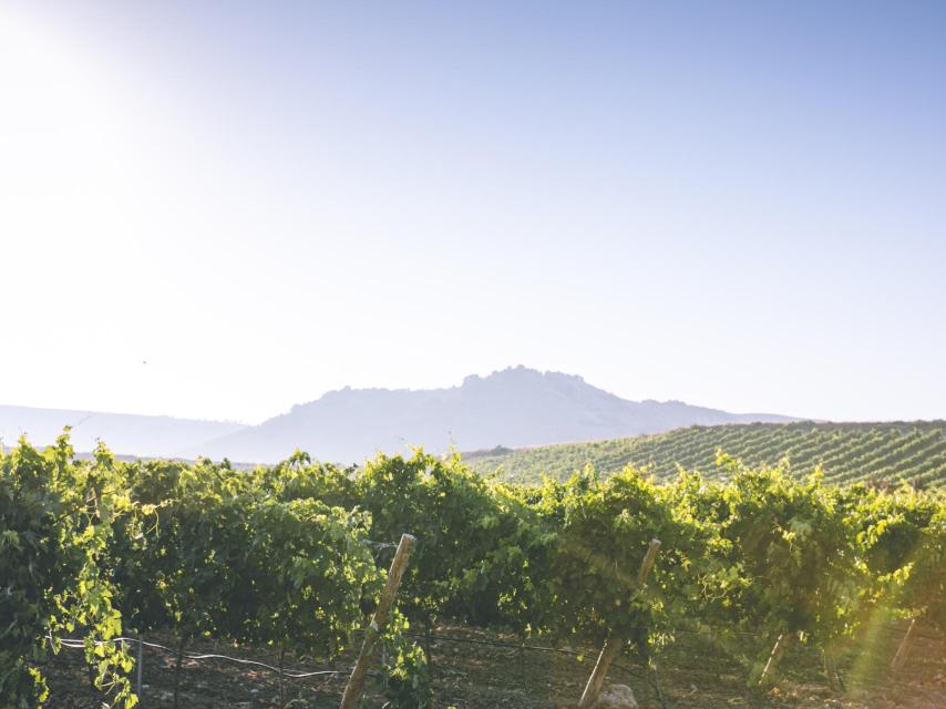 Viñedo de Emilio Moro en la Ribera del Duero.