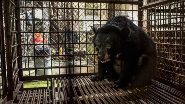 Imagen de un oso en cautiverio cedida por la organización World Animal Protection.