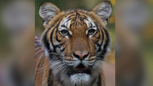 Esta foto sin fecha proporcionada por la Wildlife Conservation Society muestra a Nadia en el zoológico del Bronx.