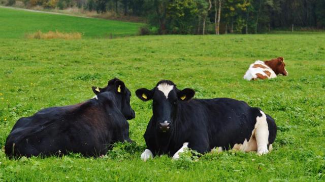Vacas de pasto en A Coruña