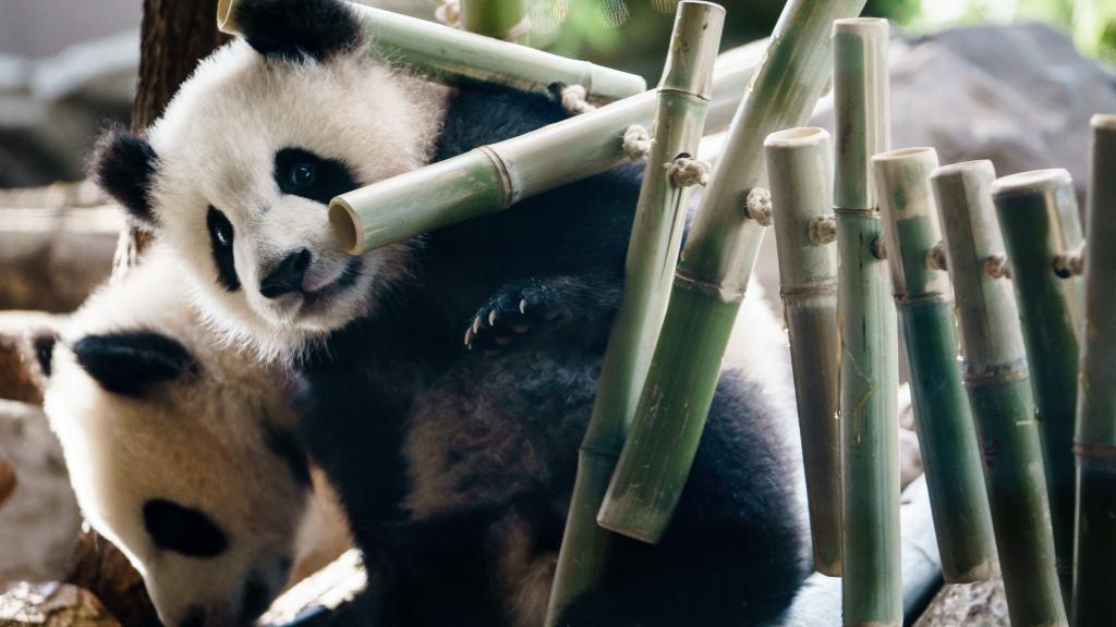 Dos pandas en un zoo.