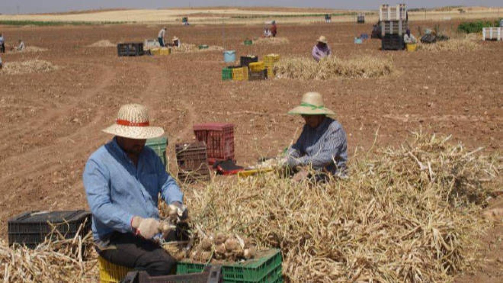 Una de las campañas más inminentes es la del ajo en Castilla-La Mancha