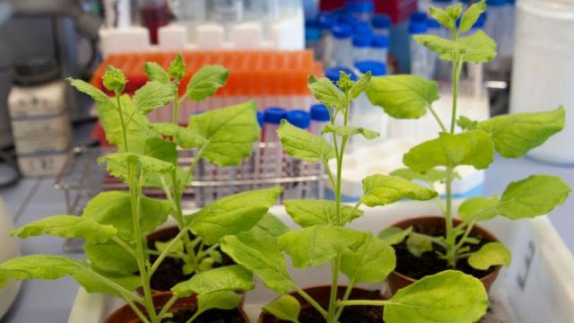 Esta planta podría ser el secreto para la vacuna contra el coronavirus