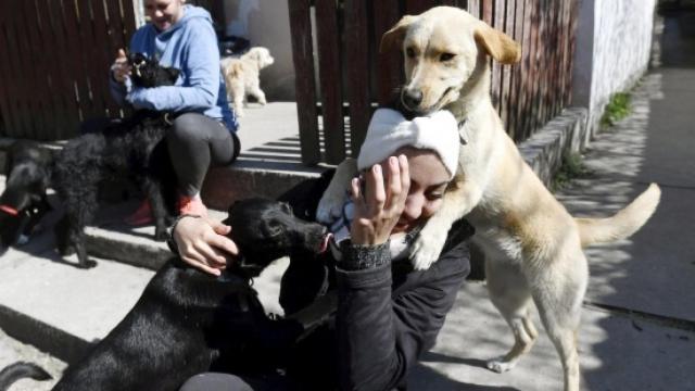 Una foto de archivo de animales domésticos.