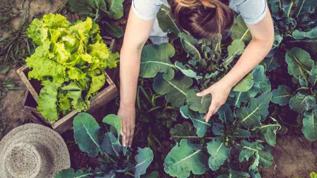 Imagen de recurso para el sector de la agricultura.