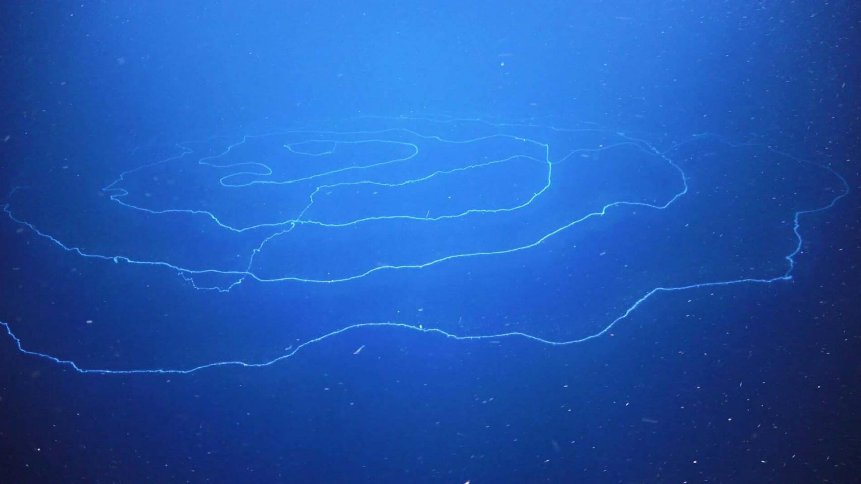 Una imagen del sifonóforo “gigante”, de unos 46 metros, hallado en aguas del Índico.