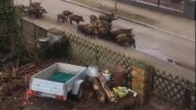 Fake news: No hay una manada de jabalíes correteando por Oleiros, es Alemania en 2019