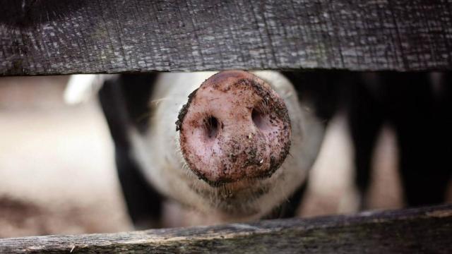 El equipo del catedrático Pedro Rubio Nistal ha trabajado con dos coronavirus del cerdo.