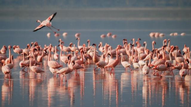 Los flamencos pasan gran parte del tiempo con amigos cercanos en grupos de hasta cuatro o cinco.