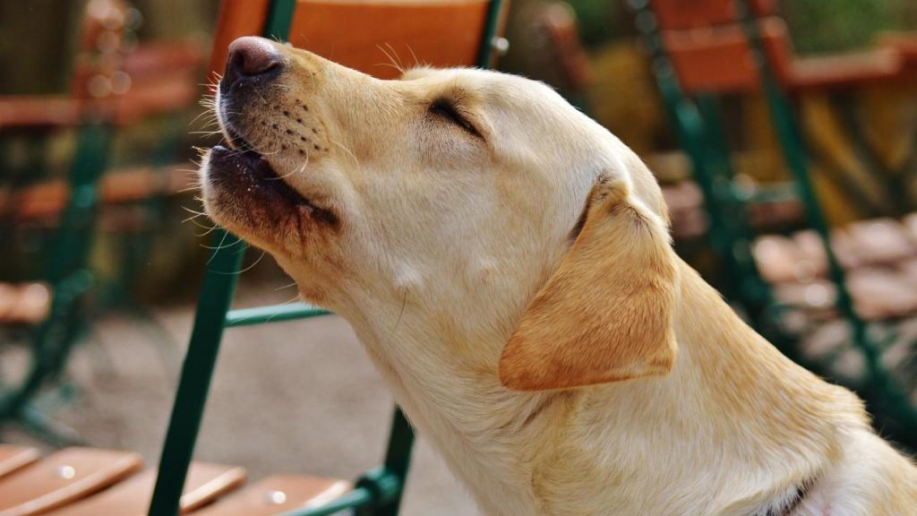 Un perro aullando.