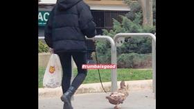 Mujer paseando a un pato por las calles de A Coruña