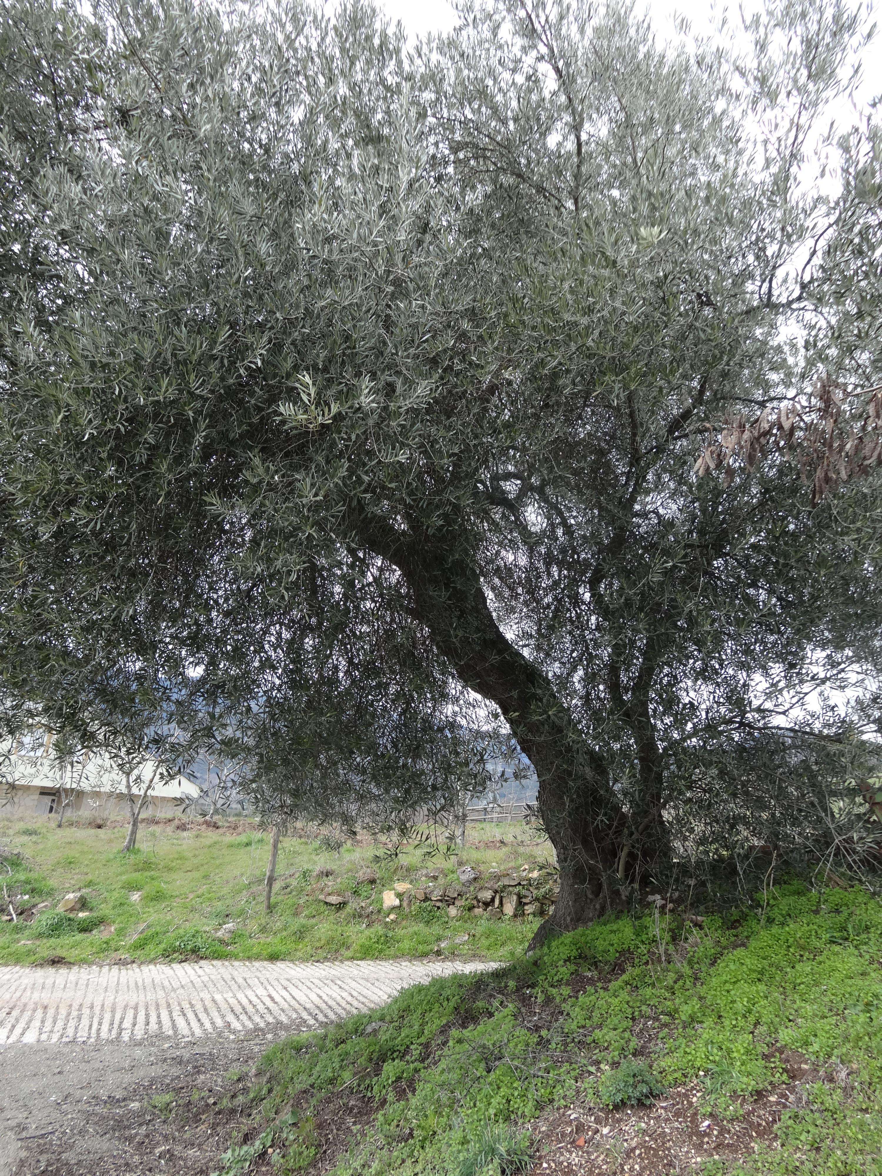 Un olivo gallego centenario.
Imagen cedida por María del Carmen Martínez Rodríguez.