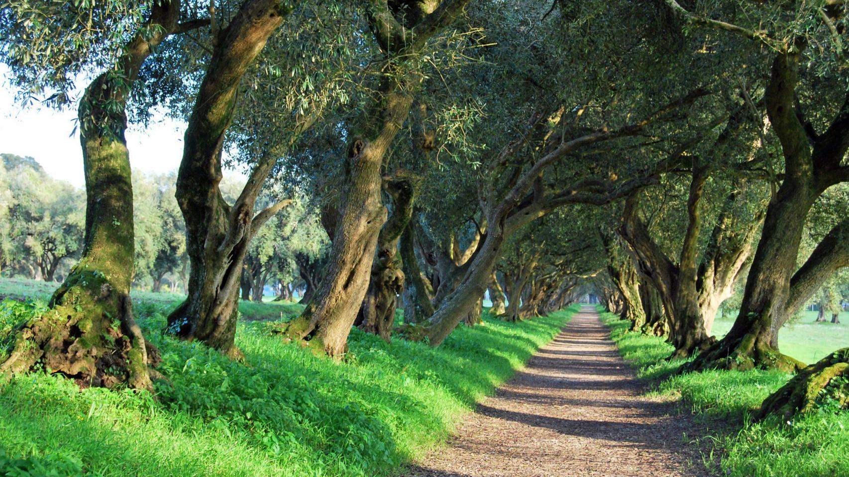 El camino de los Olivos en el Pazo de Ribadulla (Vedra)