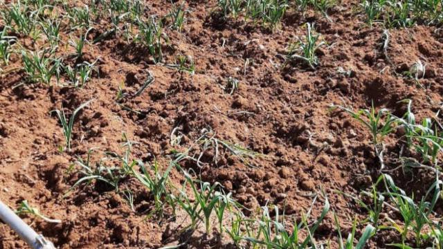 Daños por jabalíes en el cultivo de ajo, Villaescusa de Haro, Cuenca. Abajo daños por ciervos en cebada, Monteagudo de las Salinas, Cuenca, y daños por corzos en viña, Puebla del Salvador, Cuenca. Fotos: Asaja CLM