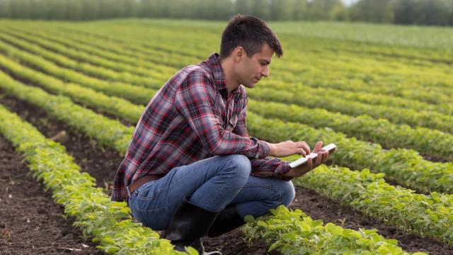 Estudio de cultivo