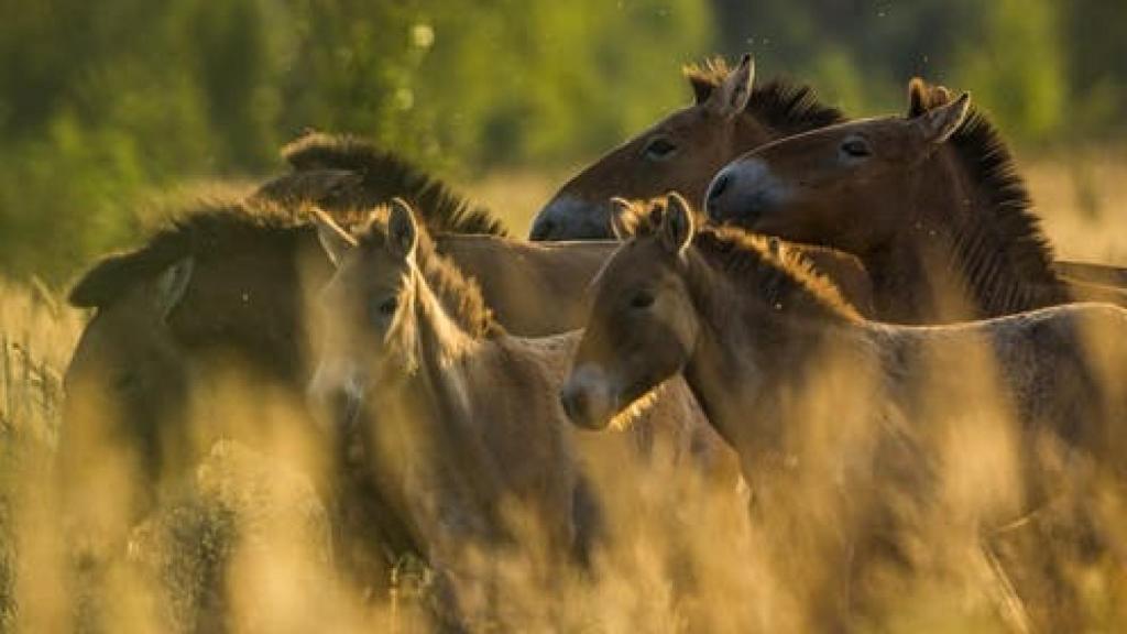 Manada de caballos de Przewalski en la Zona de Exclusión de Chernóbil (Ucrania). Septiembre 2016.