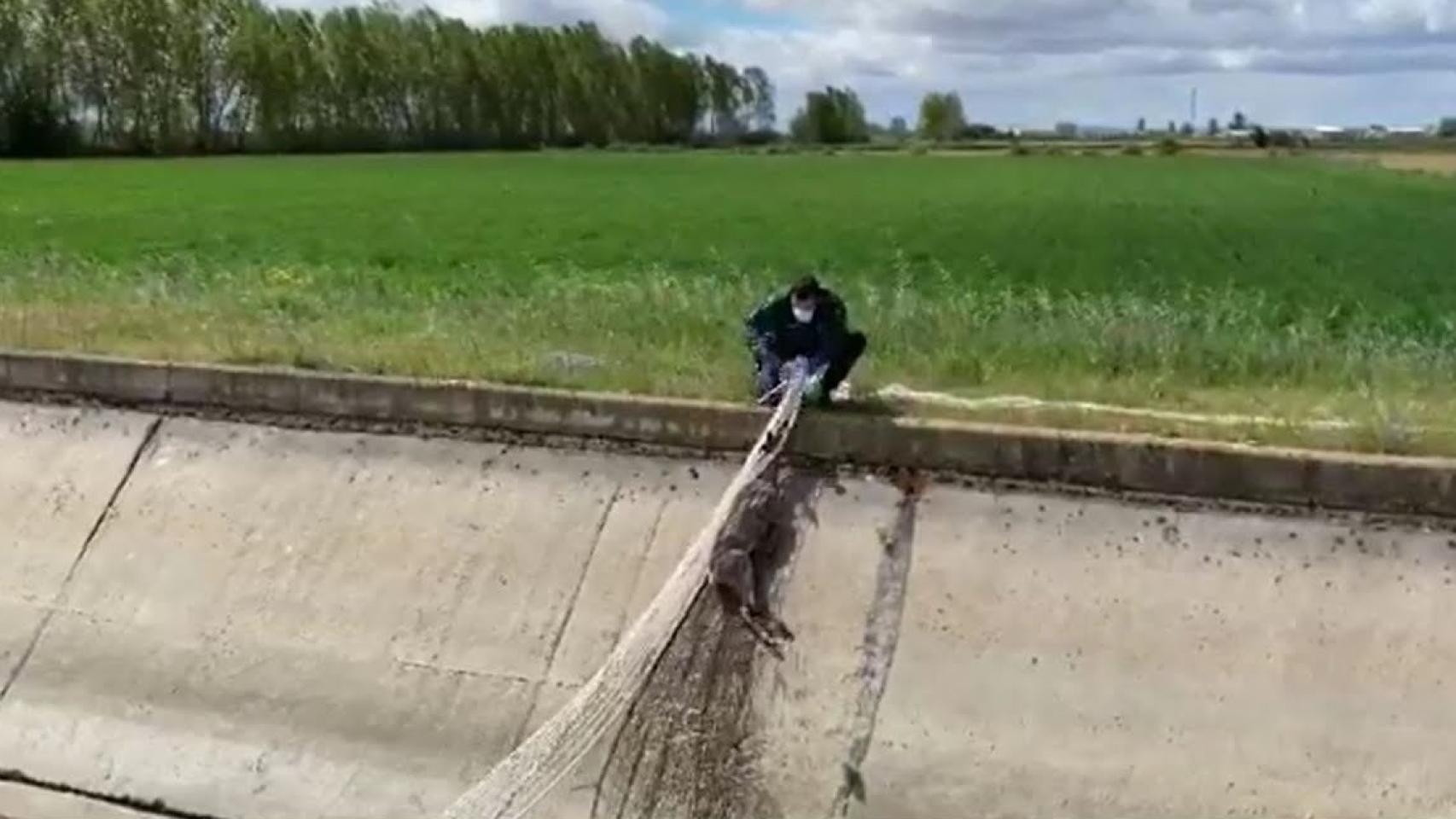 La Guardia Civil tuvo que afanarse para rescatar al animal de la acequia