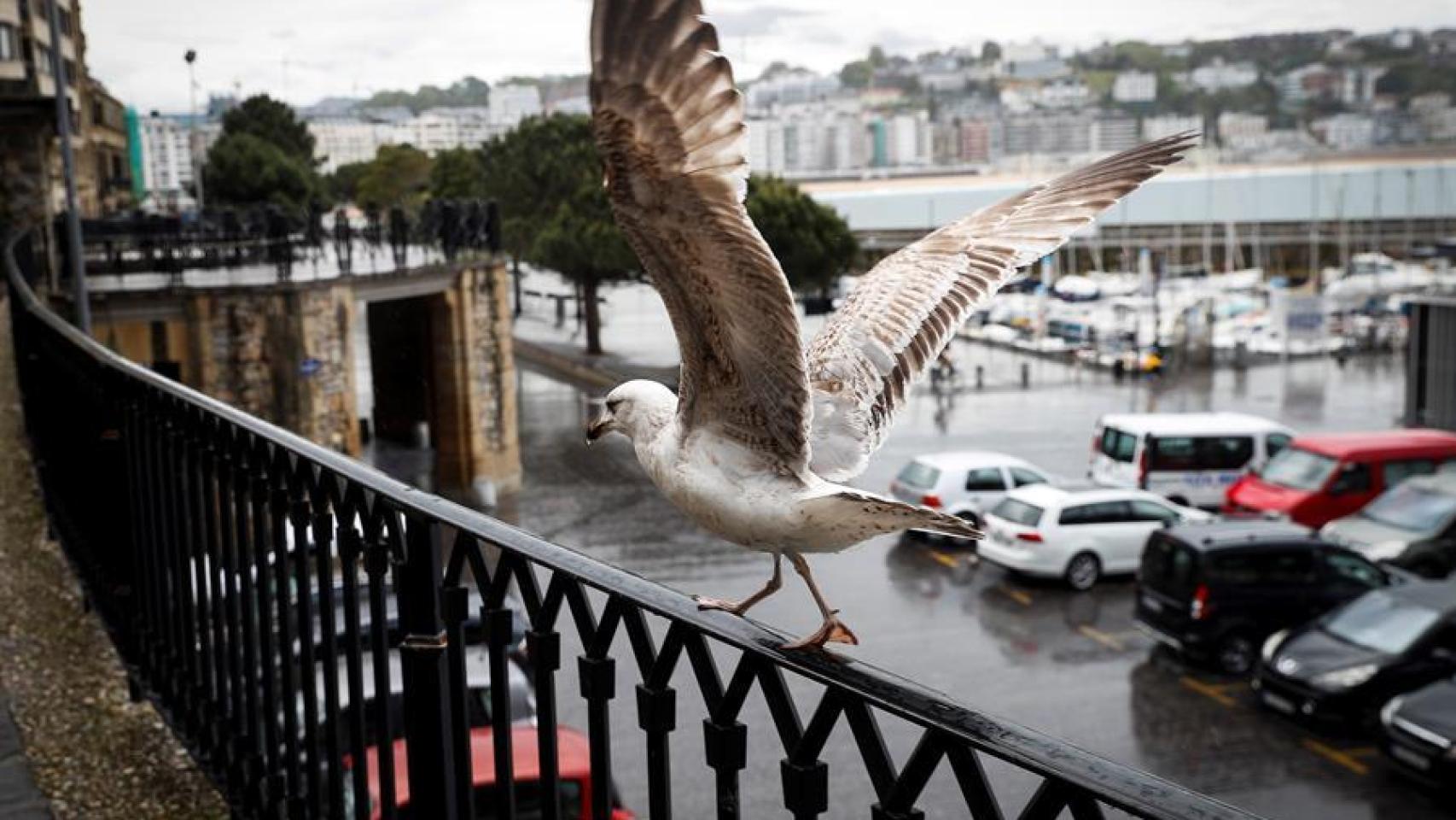 Una gaviota emprende el vuelo en San Sebastián.