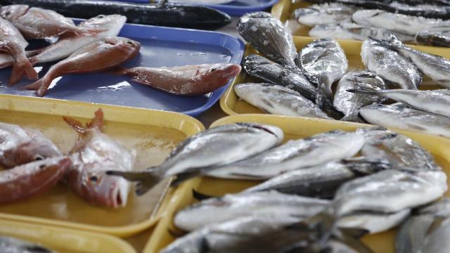 Unas lubinas en una planta de procesado de pescado.