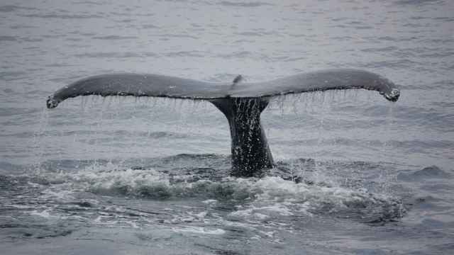 La caza comercial de ballenas puede haber llegado a su fin en Islandia.