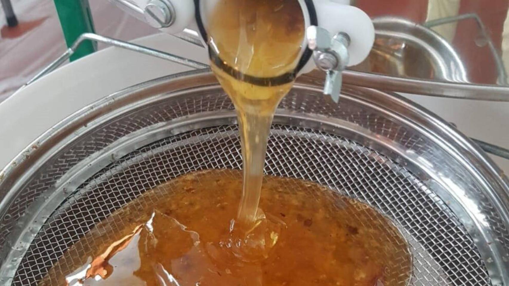 Extracción en frío de la miel de un apicultor.  Foto: EVA GONZÁLEZ/EUROPA PRESS - Archivo