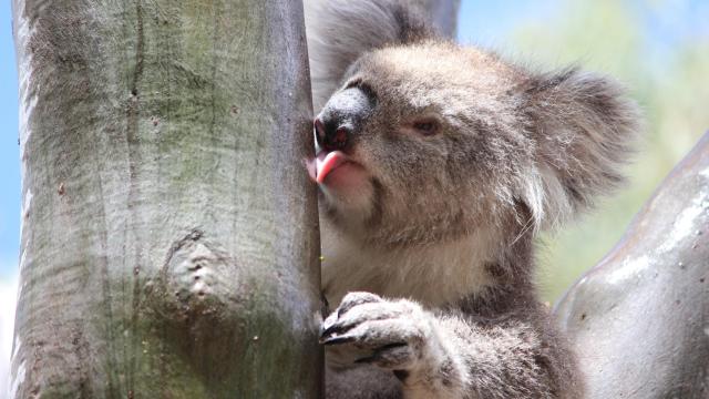 Una koala hembra lame agua del tronco liso de un eucalipto en el Parque Regional You Yangs.