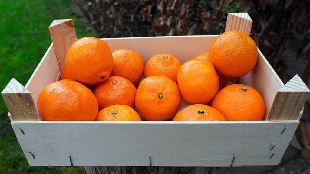 Una naranja puede aportar hasta el 15% de la cantidad diaria recomendada de esta vitamina.