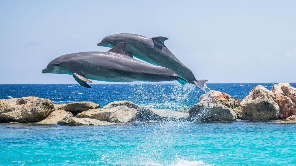 Un grupo de delfines visita la ensenada del Orzán de A Coruña