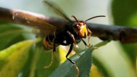 Una avispa velutina, comunmente conocida como avispa asiática, cerca de Santiago de Compostela.