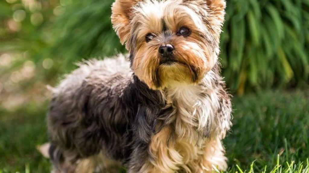 Yorkshire Terrier