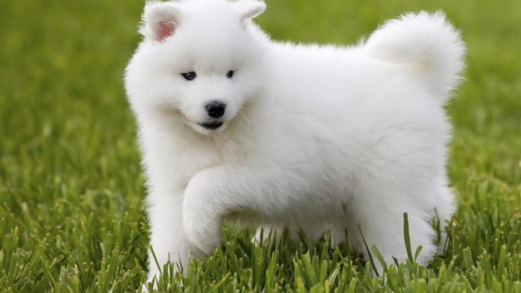 Samoyedo