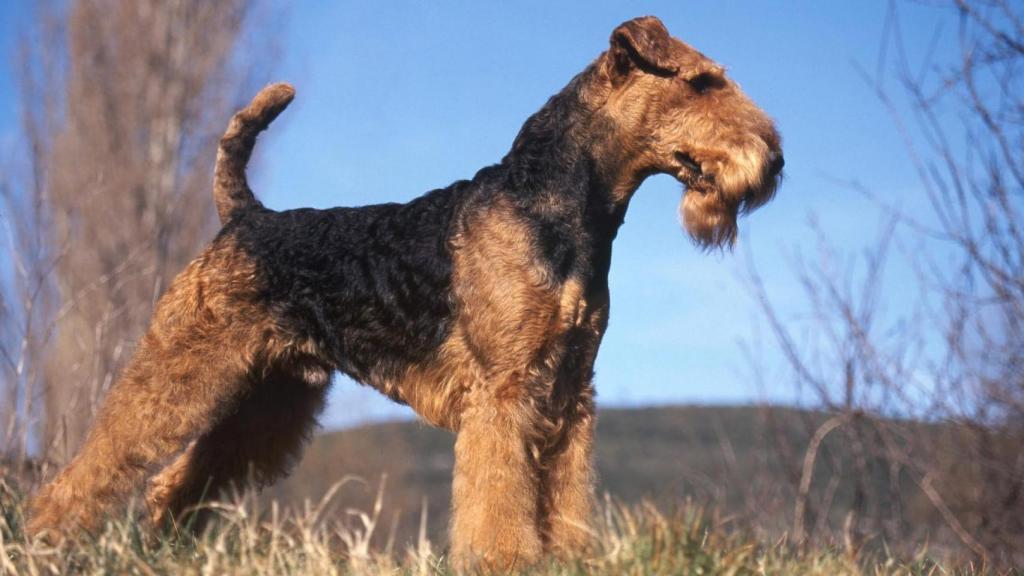 Airedale Terrier