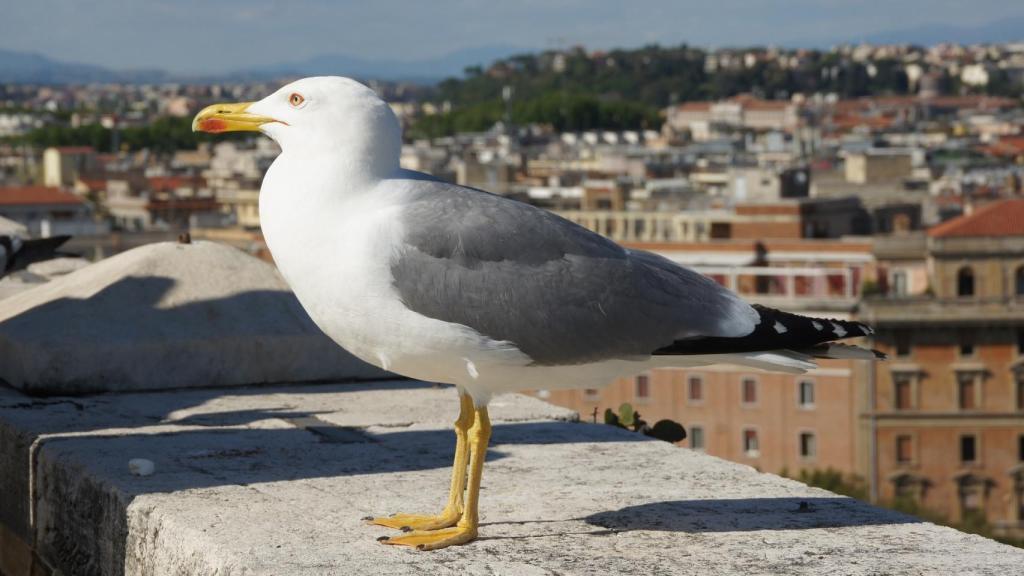 Una gaviota en Roma.