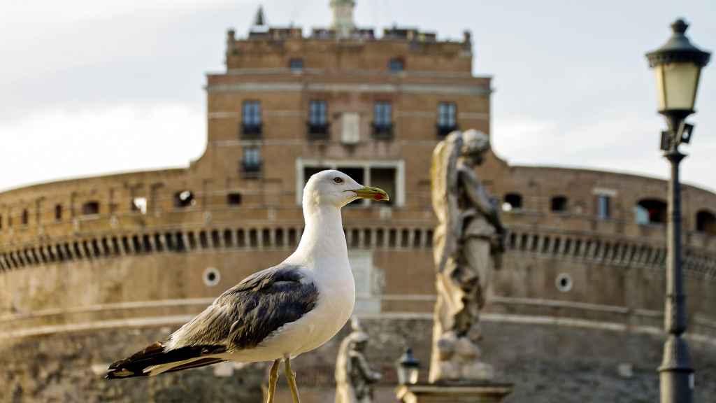 Una gaviota en el Castillo Sant'Angelo en Roma.