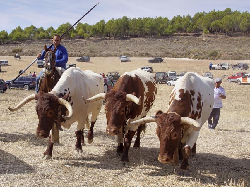 José María López, dueño de la Ganadería El Uno junto a unos cabestros.