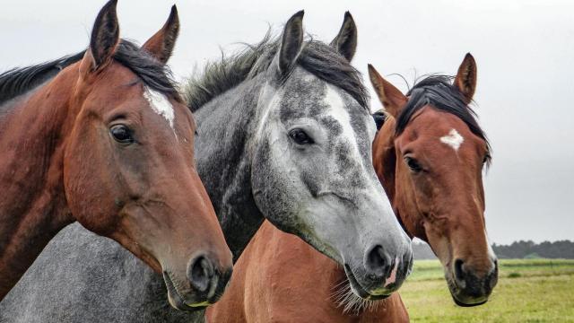 ¿Quieres saber cómo duermen los caballos?