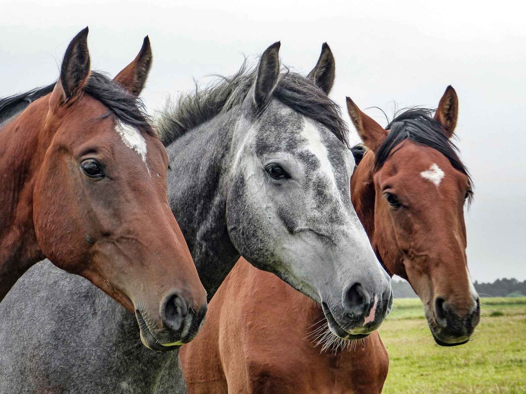 Cómo duermen los caballos, ¿duermen de pie o tumbados?