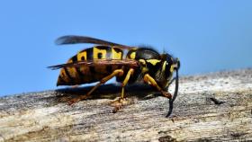 Las trampas caseras para acabar con las avispas