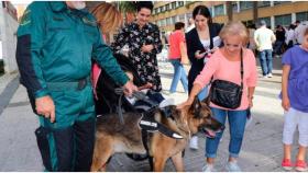 Muere Maxi, el perro antidroga más famoso de A Coruña