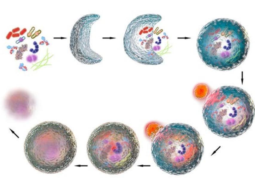 Proceso de autofagia. UT Southwestern Medical Center.