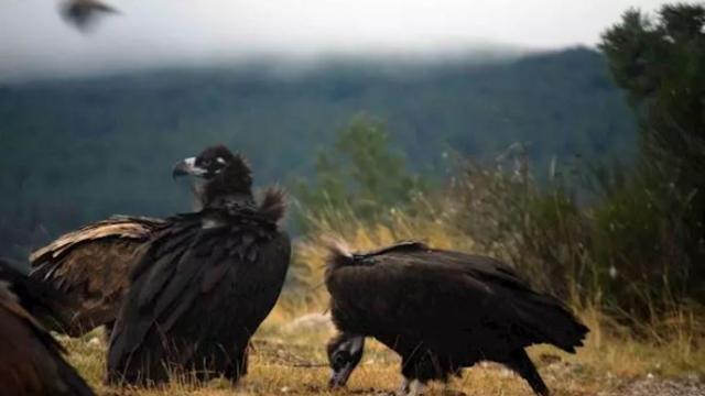 Acebo (a la izquierda) y Arca son la primera pareja de buitre negro que ha visto nacer su pollo.