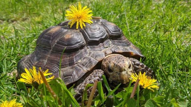 Una foto de la tortuga, llamada Sra. Jennifer, que ha quedado huérfana en la pandemia.