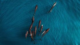 Divisan un centenar de delfines calderón negro en la Costa Brava.