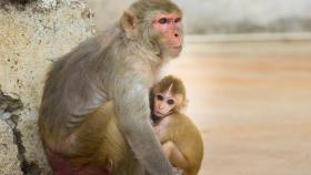 Los monos roban muestras de sangre de coronavirus en la India