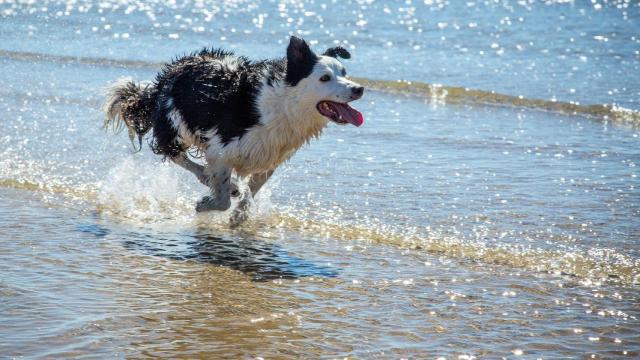 perro mascota playa