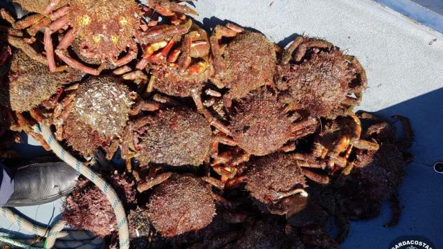 Incautados más de 100 kilos de marisco irregular en Camariñas (A Coruña)