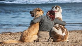 Los perros ya no podrán ir a la playa en A Coruña durante el estado de alarma