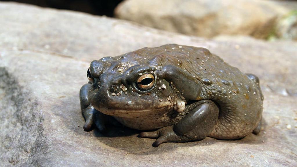 Una imagen de archivo de un sapo Bufo alvarius.